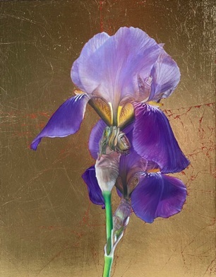Ginny Page 2023 - The Bearded Iris - 46 x 30cm - Oil on Panel with 24 carat gold leaf